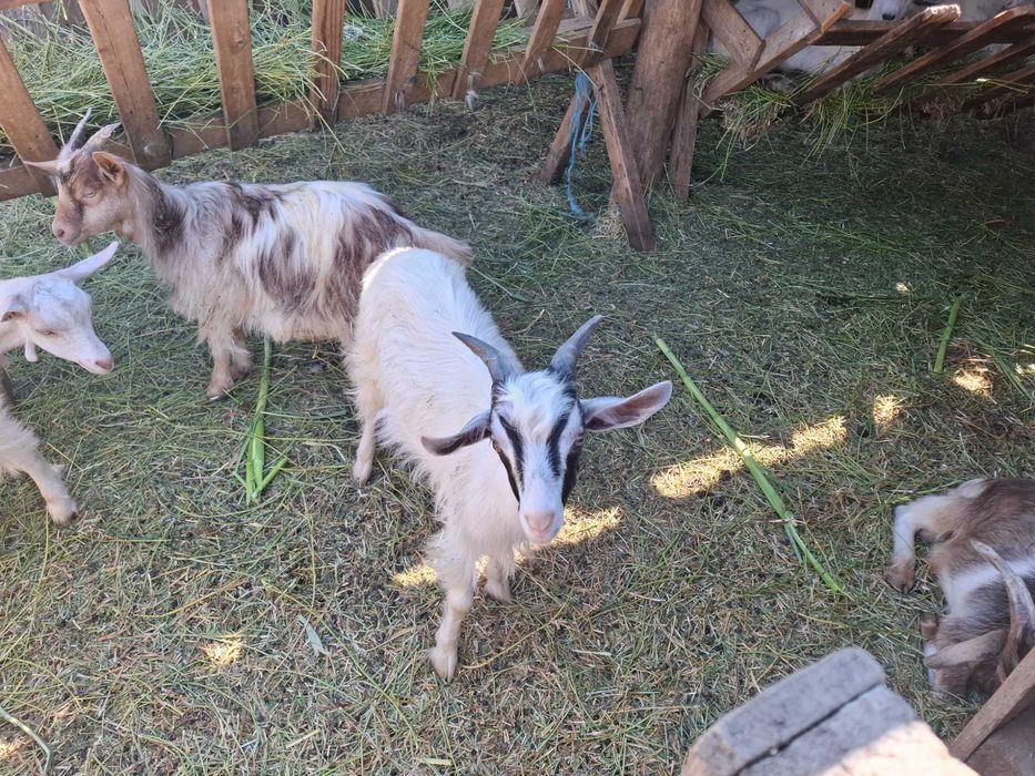 Vând capre, iezi si țap castrat