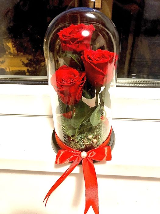 3 criogenati in cupola de sticla inaltime 25 cm pret 250 lei