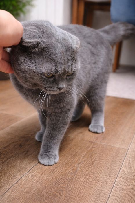 Скоттиш фолд мальчик