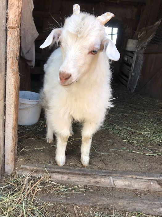 Продам   козочку