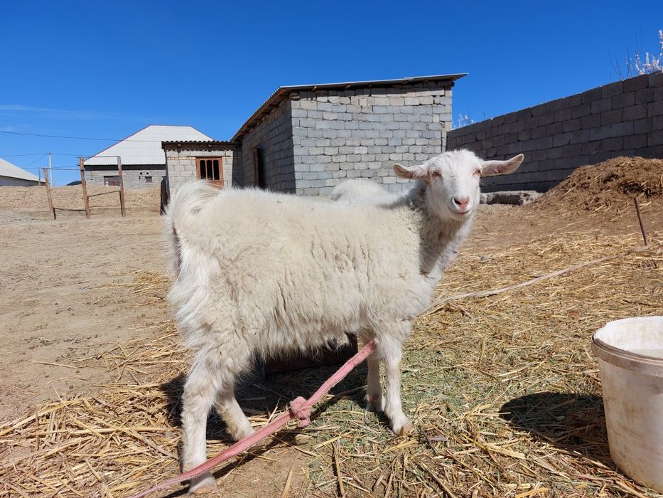 Орыс ешкі сатылады
