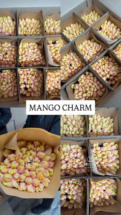 Тюльпаны предзаказ