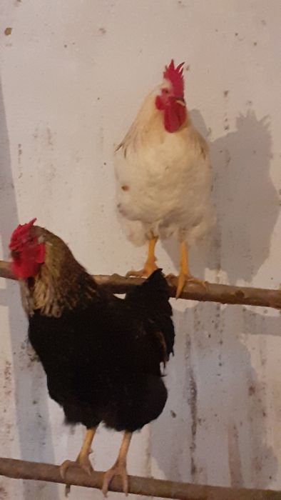 Қораз,таза үй қоразы