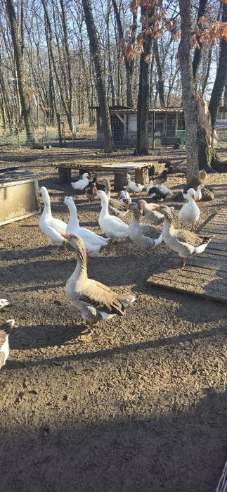 Гъски за разплод