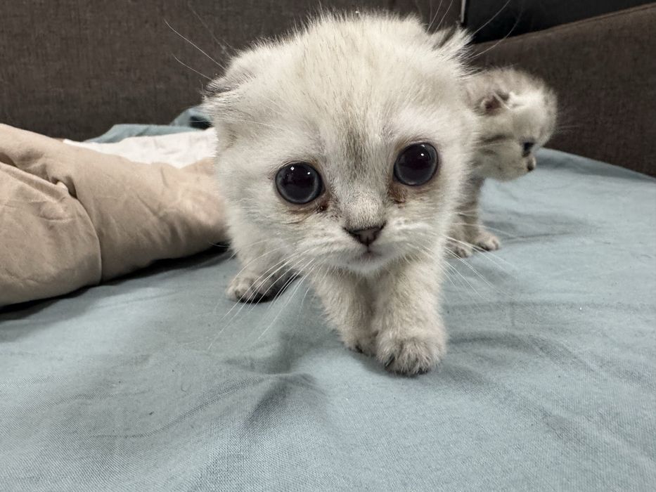 Котята шотландские