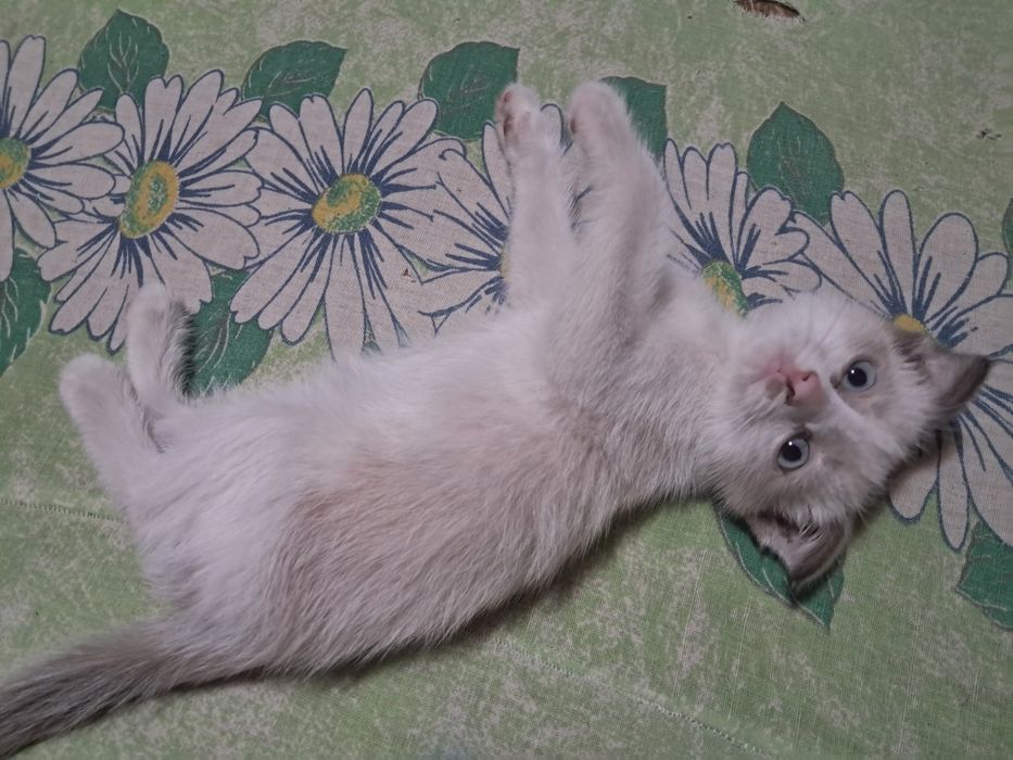 Отдам котёнка мальчика в добрые руки