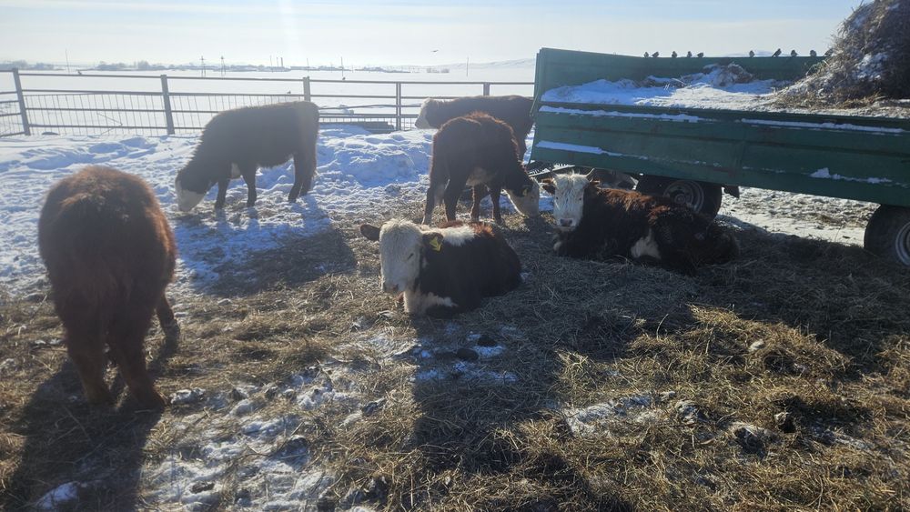 Тайыншалар сатылады, Ақбастар