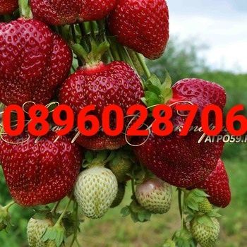 внимани продавам расат ягуди