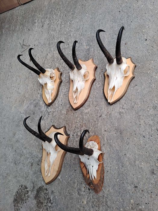 coarne capra neagra panoplie lemn