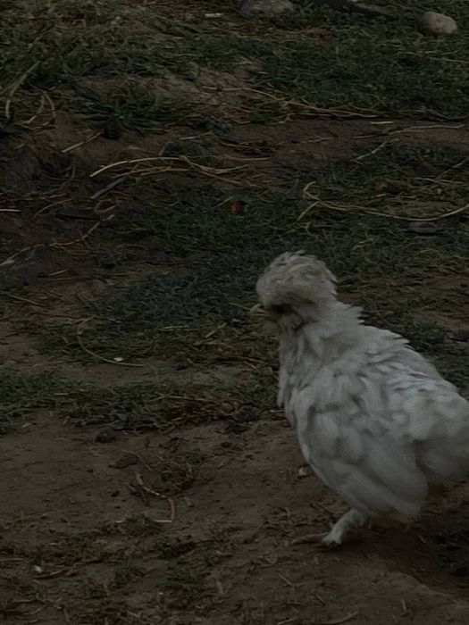 Chexiya tovuq jujala tuxumlar ham bor