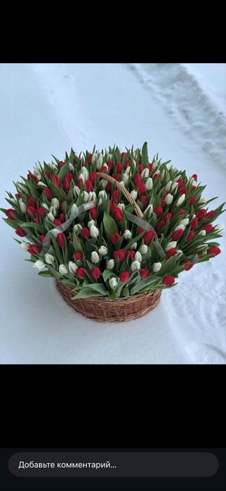 Тюльпаны Голландские