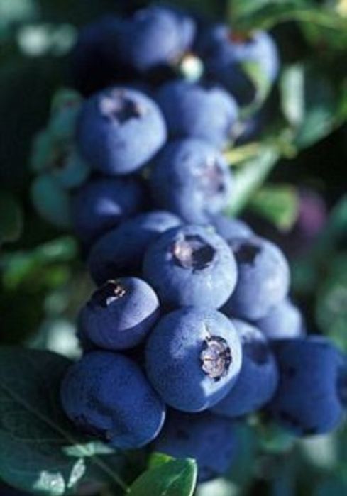 Plante Afin/Cocaz/Aronia