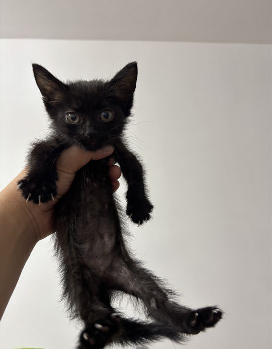 Черный котенок в ДОБРЫЕ РУКИ