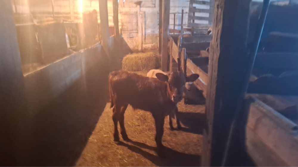 Еркек бұзау сатылады