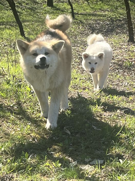 Femela Akita inu
