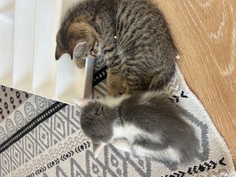 Срочно Отдаю котят в добрые руки