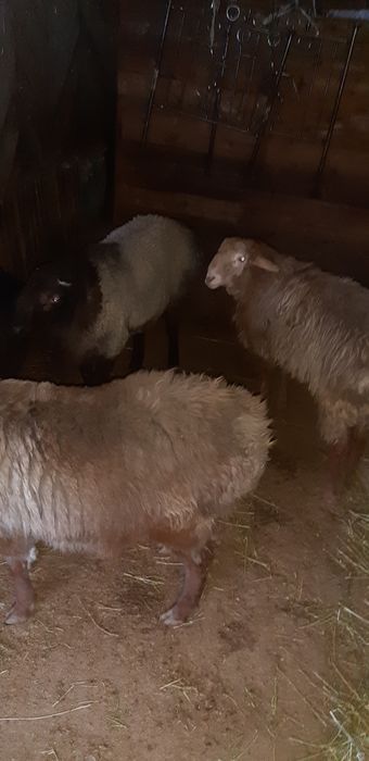 Продам кочкар откормленные