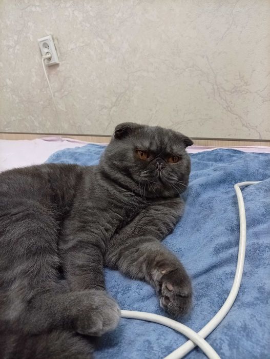 Продаю кота Скоттиш фолд