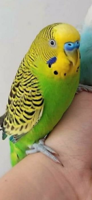 Попугай  домашний