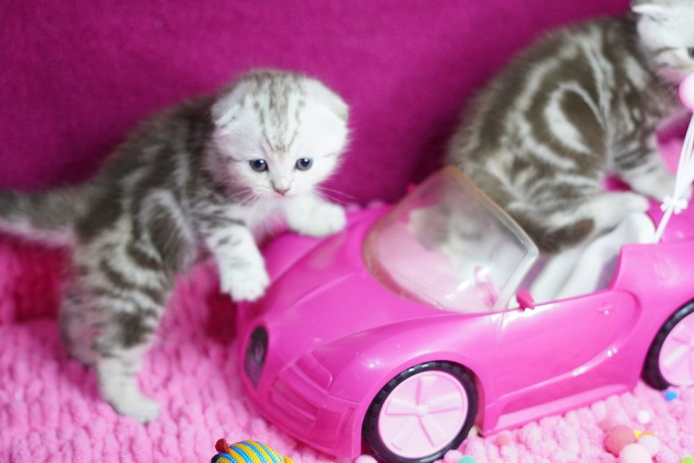 Вислоухие котята