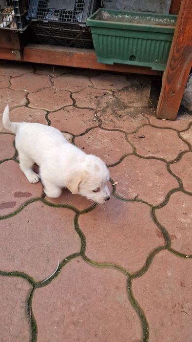 Donez Căței de talie mica