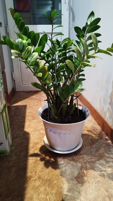 Замиокулькас. Денежное дерево