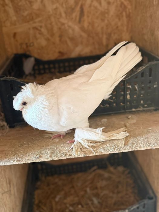 Голуби белый двухчубый