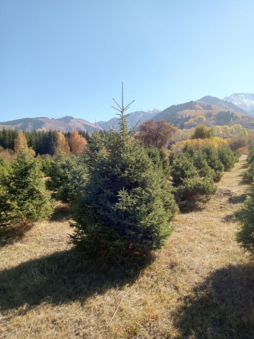 Ёлки любых размеров.