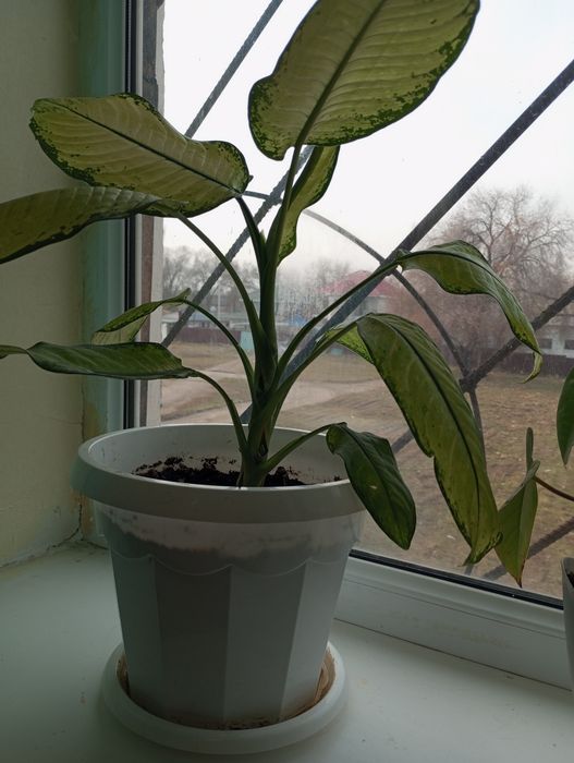 Цветы  дост есть