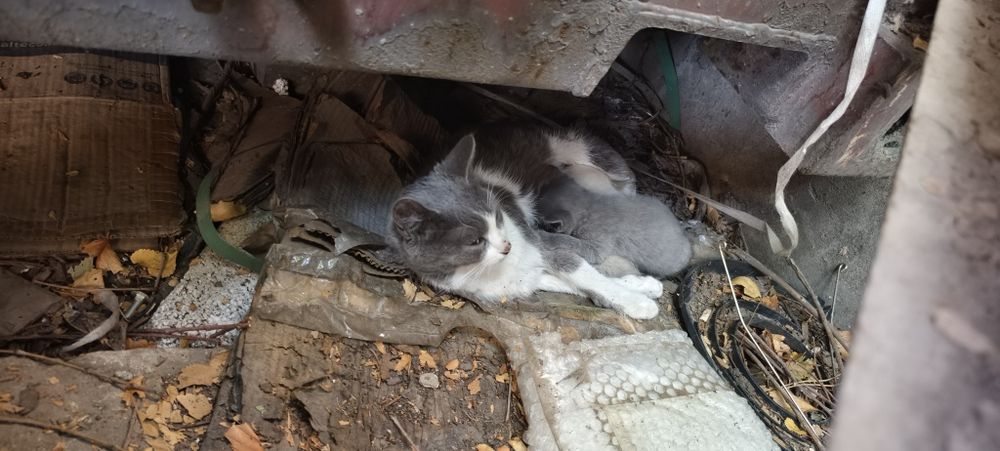 Кошка, котенок отдам