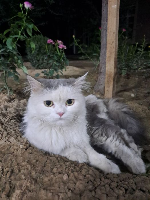 Отдам кота в добрые и ответственные руки.

Кот здоровый, ласковый и до