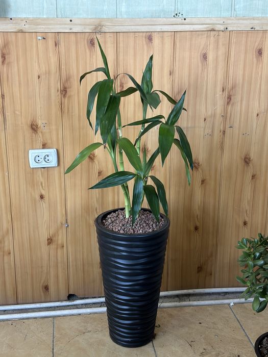 Растения по акции для офиса в горшках