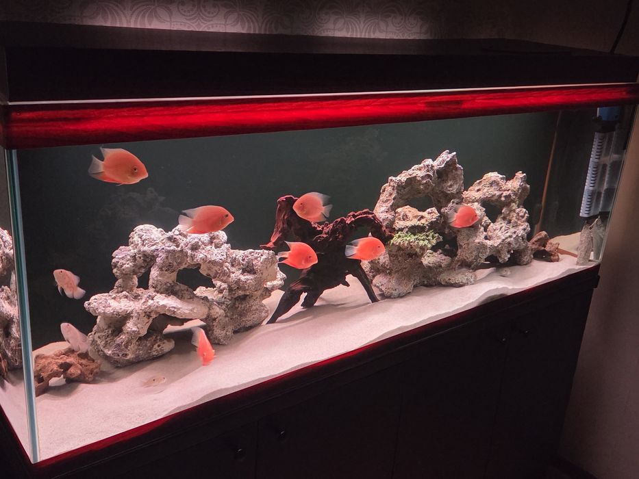 Северум красноточечный, 10см.