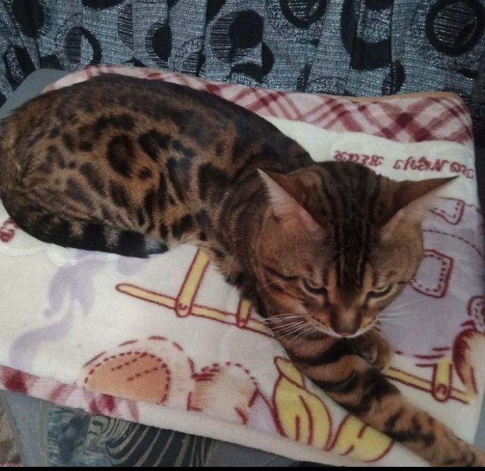 Бенгальские котята