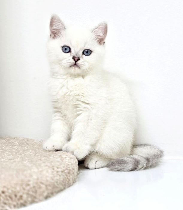 Британские котятки продаются