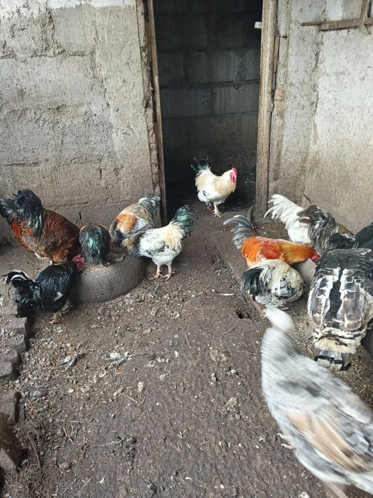 Продам Петухов домашних