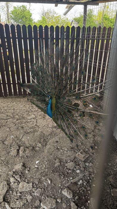 Păun Albastru matur – Superb (Vând sau Schimb cu Păuniță Albă)