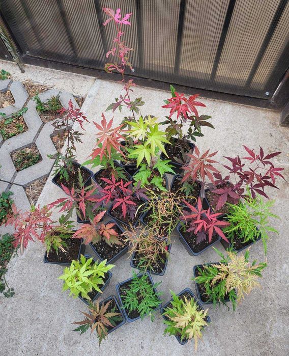 Artar japonez rosu/verde/potocaliu, peste 60 de soiuri