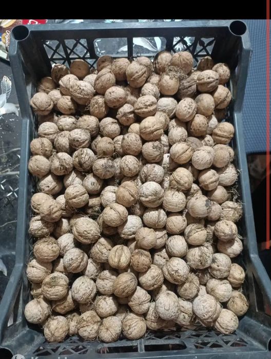 Грецкие орехи продам