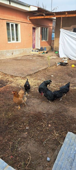 Хороз товула сотилади