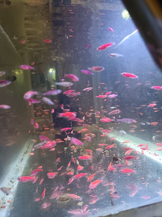 Данио сотилади оптом