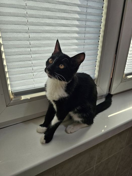 Hadya qilaman qiz mushukcha