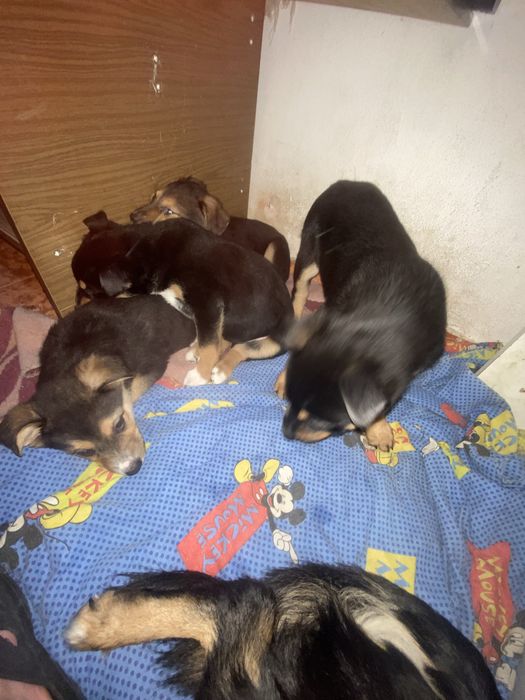 Подарявам кученца на два мевеца