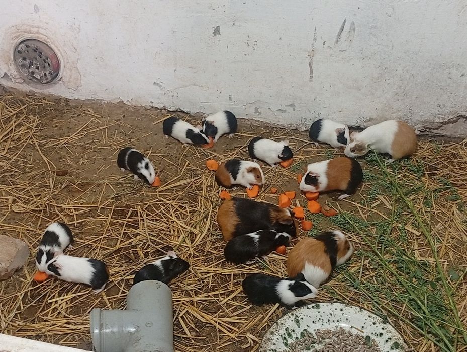 Марские свинки оптом