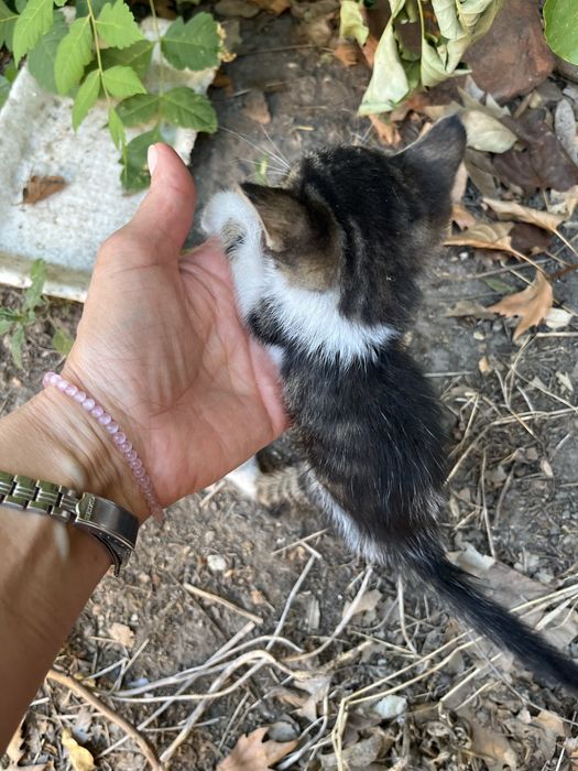 Котенце търси спасител и приятел
