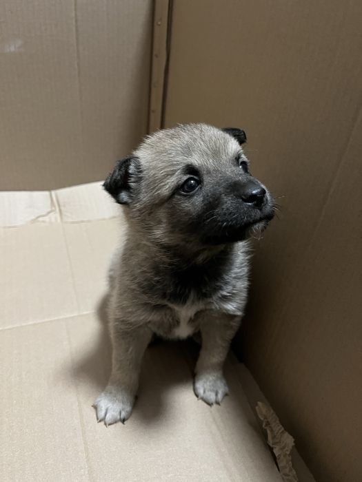 Отдаем щенка в хорошие руки