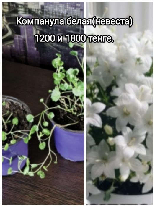 Продам комнатные цветы