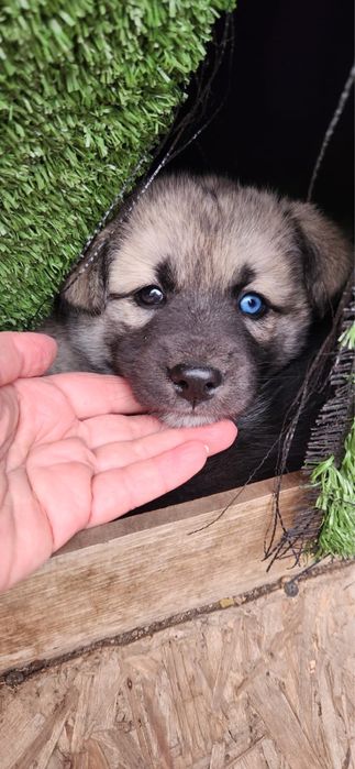 Щенки хаски и лайка