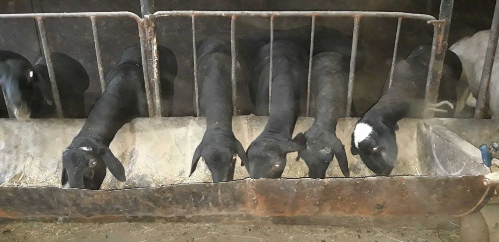 Курбонликка кучортойла.