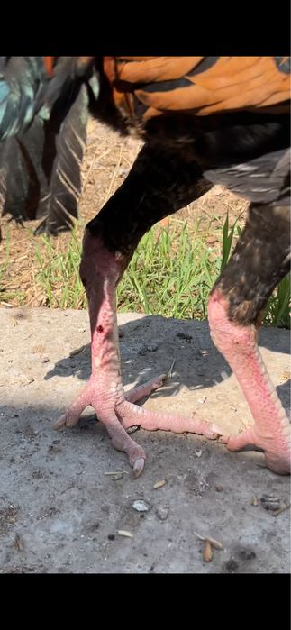 Сентябрскии петушок продаётся